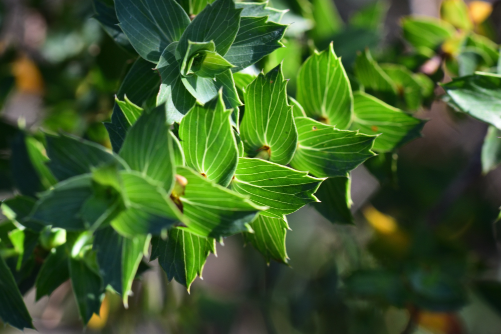 Ivy caperose (Cliffortia ilicifolia var. ilicifolia)